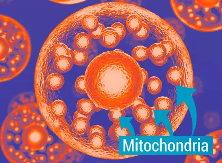 Mitochondria